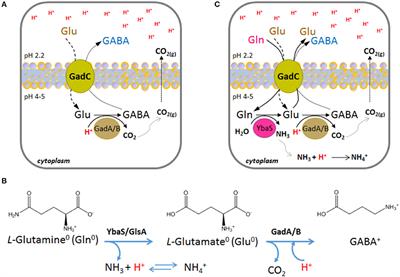 The Glutaminase-Dependent Acid Resistance System: Qualitative and Quantitative Assays and Analysis of Its Distribution in Enteric Bacteria